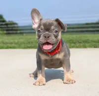 Stitch, a male French Bulldog for sale in Fresno, OH – 5 of 7
