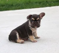 Winston, a male French Bulldog for sale in Fresno, OH – 2 of 5