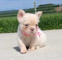 Buttercup, a female French Bulldog for sale in Fresno, OH – 2 of 7