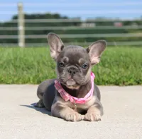 Gloria, a female French Bulldog for sale in Fresno, OH – 3 of 7