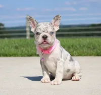 Pearl, a female French Bulldog for sale in Fresno, OH – 1 of 8