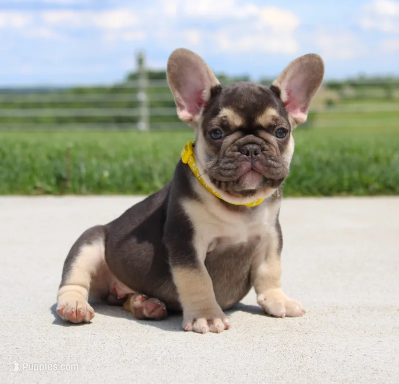 Winston – French Bulldog puppy for sale in Fresno, OH