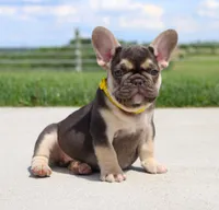 Winston (SOLD), a male French Bulldog for sale in Fresno, OH – 1 of 7