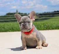 Bentley (SOLD), a male French Bulldog for sale in Fresno, OH – 3 of 7