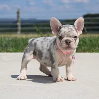 Misty, a female French Bulldog for sale in Fresno, OH – Photo 1 of 6