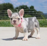 Misty, a female French Bulldog for sale in Fresno, OH – Photo 2 of 6
