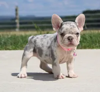 Misty, a female French Bulldog for sale in Fresno, OH – Photo 3 of 6