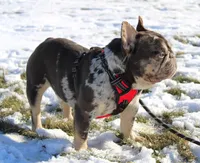 Misty, a female French Bulldog for sale in Fresno, OH – Photo 5 of 6