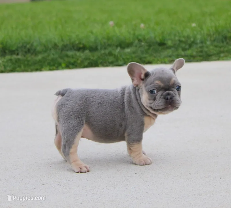 Bentley – French Bulldog puppy for sale in Fresno, OH