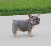 Bentley, a male French Bulldog for sale in Fresno, OH – 1 of 5