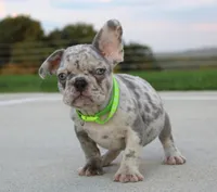 Arnold, a male French Bulldog for sale in Fresno, OH – 2 of 7