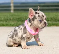 Karla (SOLD), a female French Bulldog for sale in Fresno, OH – 3 of 6