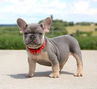 Bentley (SOLD), a male French Bulldog for sale in Fresno, OH – 5 of 7