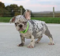 Arnold, a male French Bulldog for sale in Fresno, OH – 4 of 7