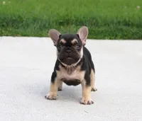 Mocha, a female French Bulldog for sale in Fresno, OH – 3 of 6
