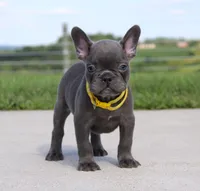 Bryce, a male French Bulldog for sale in Fresno, OH – 5 of 7