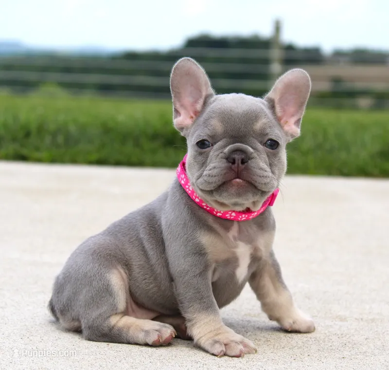 Lilly – French Bulldog puppy for sale in Fresno, OH