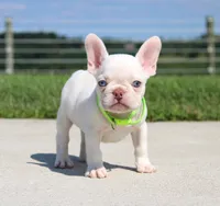Ace, a male French Bulldog for sale in Fresno, OH – 3 of 7