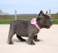 Mia, a female French Bulldog for sale in Fresno, OH – Photo 3 of 6