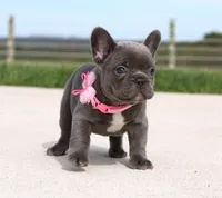 Mia, a female French Bulldog for sale in Fresno, OH – Photo 2 of 6