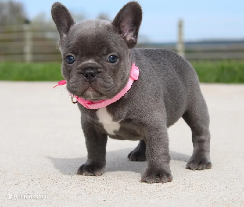 Mia – French Bulldog puppy for sale in Fresno, OH