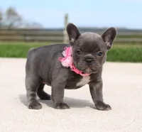 Mia, a female French Bulldog for sale in Fresno, OH – Photo 4 of 6