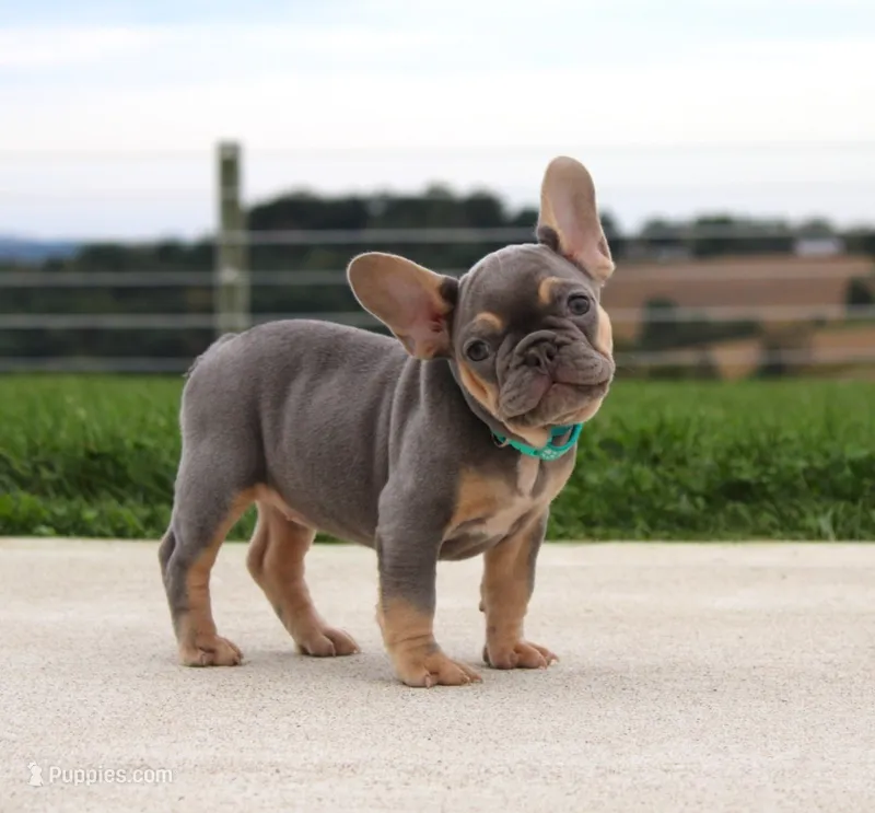Tansy – French Bulldog puppy for sale in Fresno, OH