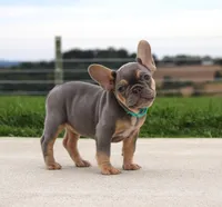 Tansy, a female French Bulldog for sale in Fresno, OH – 1 of 6