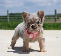 Macie, a female French Bulldog for sale in Fresno, OH – 7 of 9