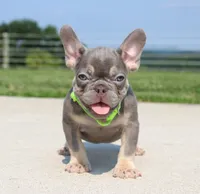 Hank, a male French Bulldog for sale in Fresno, OH – 4 of 5
