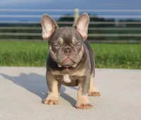 Porcha, a female French Bulldog for sale in Fresno, OH – 3 of 9