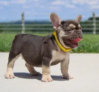 Winston (SOLD), a male French Bulldog for sale in Fresno, OH – 2 of 7