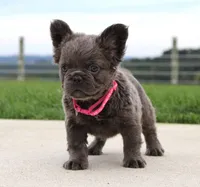 Bella, a female French Bulldog for sale in Fresno, OH – 4 of 6