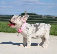 Pearl, a female French Bulldog for sale in Fresno, OH – 5 of 8