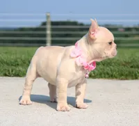 Buttercup (SOLD), a female French Bulldog for sale in Fresno, OH – 3 of 8