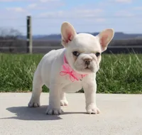 Tulip, a female French Bulldog for sale in Fresno, OH – Photo 10 of 10