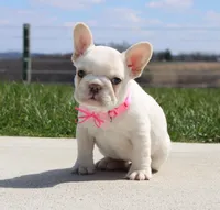 Tulip, a female French Bulldog for sale in Fresno, OH – Photo 9 of 10