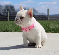 Tulip, a female French Bulldog for sale in Fresno, OH – Photo 8 of 10