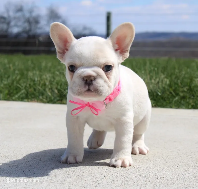 Tulip – French Bulldog puppy for sale in Fresno, OH