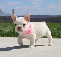 Tulip, a female French Bulldog for sale in Fresno, OH – Photo 5 of 10