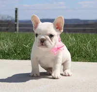 Tulip, a female French Bulldog for sale in Fresno, OH – Photo 6 of 10