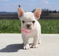 Tulip, a female French Bulldog for sale in Fresno, OH – Photo 3 of 10