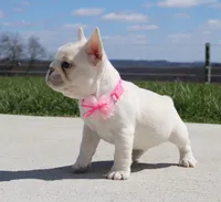 Tulip, a female French Bulldog for sale in Fresno, OH – Photo 4 of 10