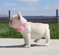 Tulip, a female French Bulldog for sale in Fresno, OH – Photo 2 of 10