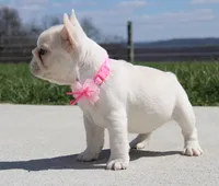 Tulip, a female French Bulldog for sale in Fresno, OH – Photo 7 of 10