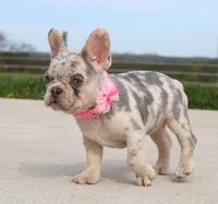 Rosie, a female French Bulldog for sale in Fresno, OH – Photo 5 of 7