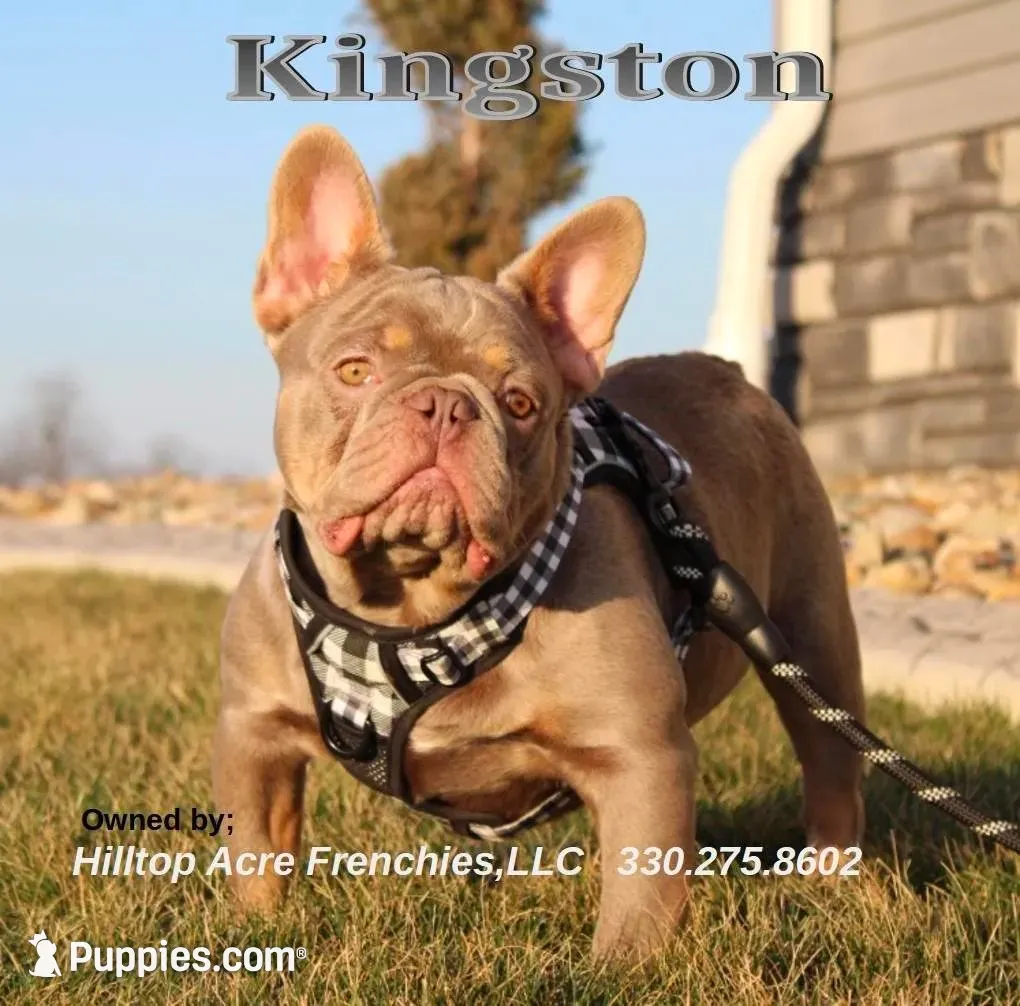 Rosie (SOLD), a female French Bulldog for sale in Fresno, OH – 7 of 7