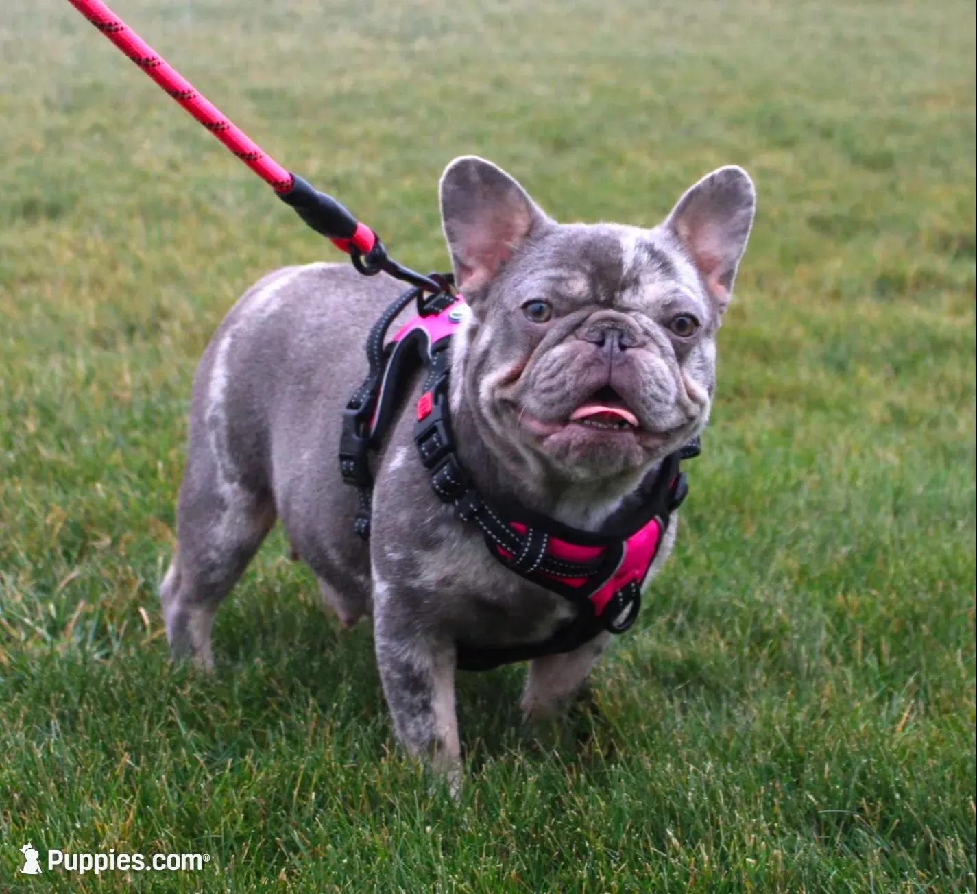 Rosie (SOLD), a female French Bulldog for sale in Fresno, OH – 6 of 7
