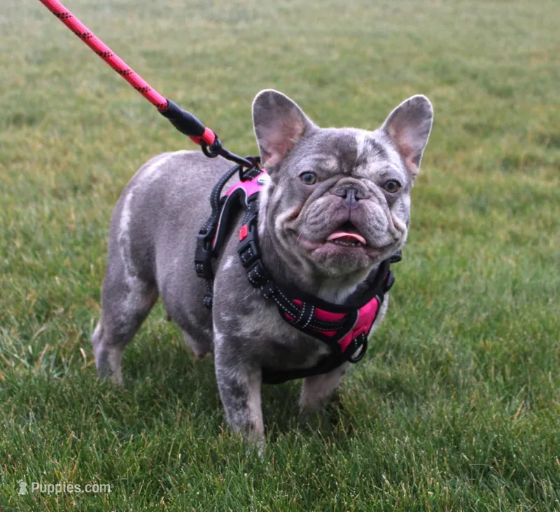 Rosie – French Bulldog puppy on hold in Fresno, OH