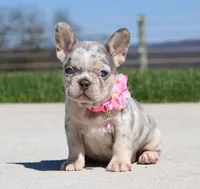 Minty, a female French Bulldog for sale in Fresno, OH – Photo 2 of 7
